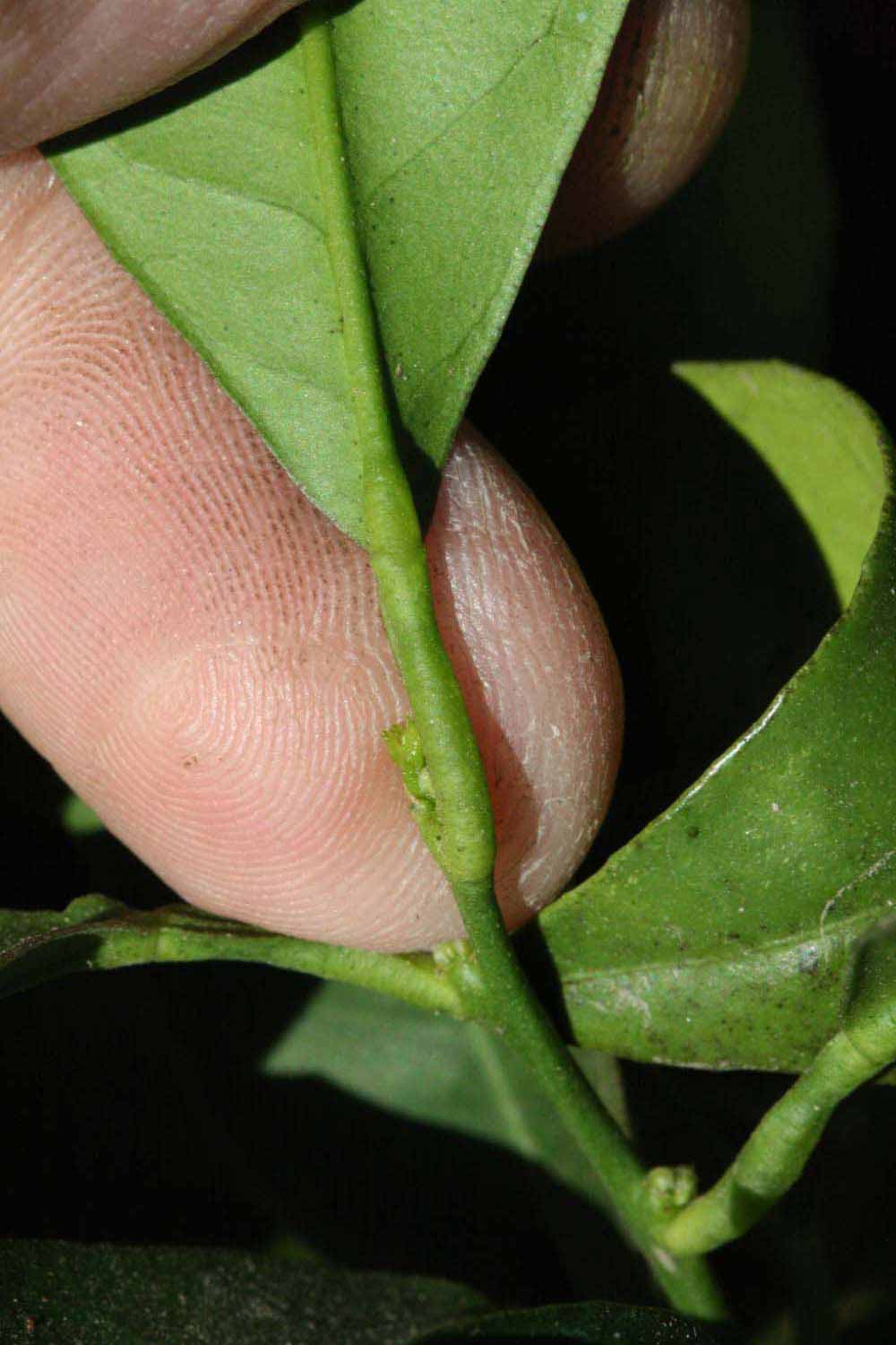              Petiole (Riverside, CA)       